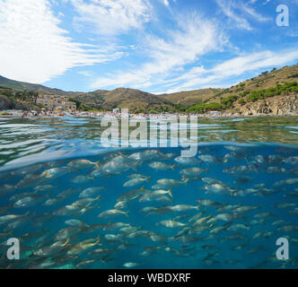 Frankreich Mittelmeer Küste, Strand mit vielen Touristen im Sommer und eine Schule der Fische Unterwasser, peyrefite Cove, Royal, Pyrenees-Orientales Stockfoto