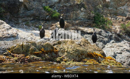 Kormoran Vögel auf einem felsigen Küste, Mittelmeer, Spanien, Costa Brava, Katalonien Stockfoto