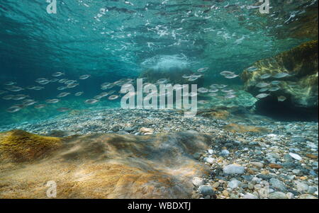 Unterwasser Marine im Mittelmeer, eine Schule der Fische (Sarpa salpa) zwischen einer flachen felsigen Meeresgrund und Wasseroberfläche, Spanien, Costa Brava Stockfoto