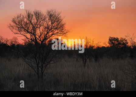 Die Sonne über afrikanische Landschaft in der Provinz Limpopo in Südafrika Stockfoto
