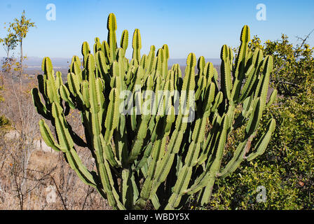 Eine Candleabra Baum (Euphorbia ingens) in Südafrika Stockfoto