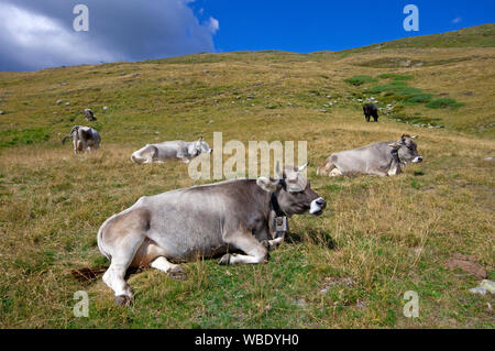 Kühe (Bos taurus) weiden und ruhen in Val d'Ultimo (Ultental), Bozen, Trentino Alto Adige, Italien Stockfoto