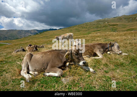 Kühe (Bos taurus) weiden und ruhen in Val d'Ultimo (Ultental), Bozen, Trentino Alto Adige, Italien Stockfoto