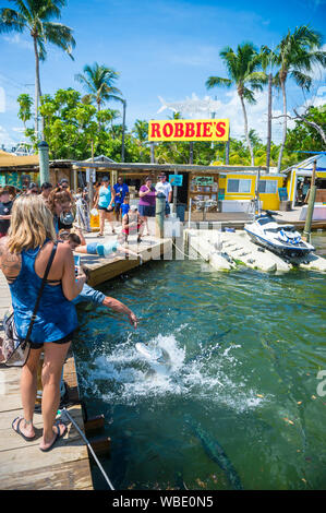 ISLAMORADA, Florida, USA - SEPTEMBER, 2018: Touristen sammeln Auf einem Angeln Dock tarpon Fischen in einem beliebten Straßenrand Marina in den Florida Keys zu füttern. Stockfoto