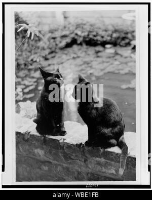 Frances Benjamin Johnston's Katzen, Herman und Ungeziefer, auf Stein Geländer aus New Orleans Haus sitzt, Louisiana Abstract / Medium: 1 Fotoabzug. Stockfoto