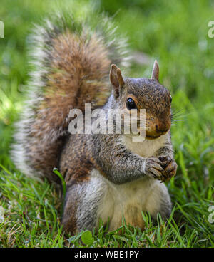Ständigen Eichhörnchen Stockfoto