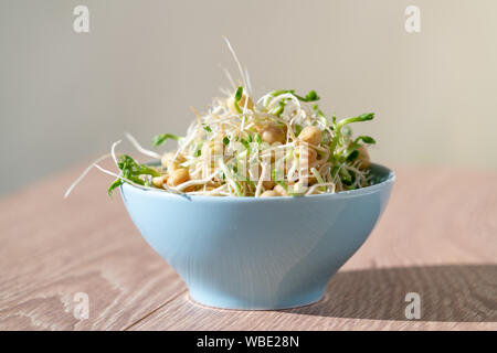 Die gekeimten Samen für Salat. Samen für Salat Sprossen Stockfoto