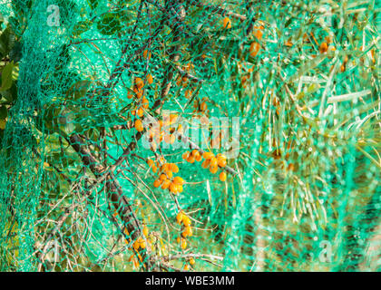 Sanddorn Baum mit schützenden grünen Netz abgedeckt Beeren aus Vögel diesen Herbst essen im heimischen Garten zu schützen. Stockfoto