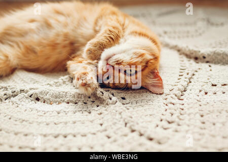 Ginger cat auf dem Fußboden Teppich auf dem Kopf liegen. Sleepy pet zu entspannen, sich zu Hause bequem Stockfoto