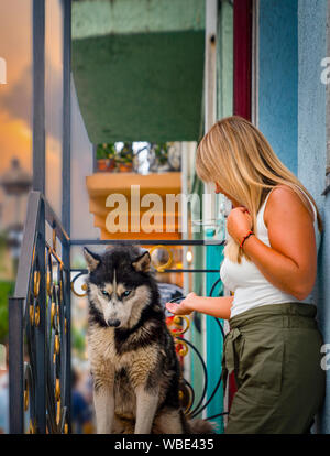 Batumi, Adscharien/Georgien - 05. August 2019: Wolf oder Husky vor einem Haus und unbekannte Mädchen an Hund suchen, sitzen. Stockfoto