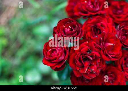 Schönen roten Tee Rosen im Garten Nahaufnahme Stockfoto