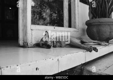 Müde Hund schlafen auf Pfingstmontag fliesen Veranda vor dem Fenster eines Shop mit Übertopf Stockfoto