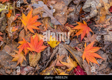 Helles orange japanische Ahorn und andere Blätter auf dem Boden im Herbst close up Stockfoto