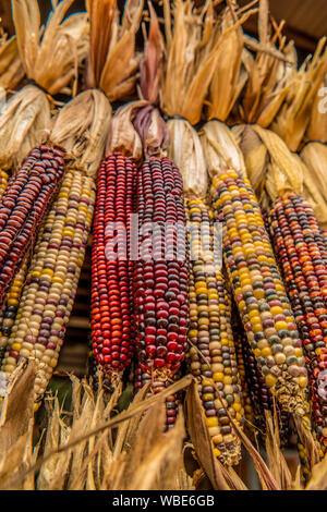 Vielzahl von bunten indischen Mais hängend auf der Suche nach oben schließen, bis auf dem Display im Herbst Stockfoto