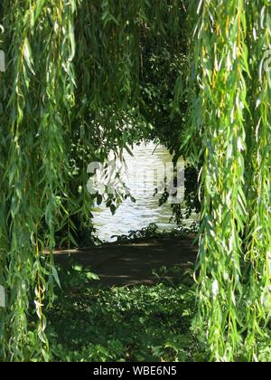 Die Zweige eines reifen Weeping Willow Tree berühren den Boden am Ufer der Themse im hübschen Dorf Cookham in Oxfordshire. Stockfoto