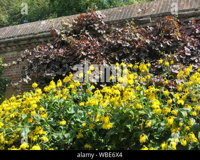 Helle Farben für die Bepflanzung in einem der Sommer Grenzen in die Gärten von Cliveden, ein National Trust property in Buckinghamshire zu besuchen. Stockfoto