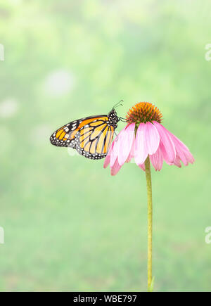 Seitenansicht eines Monarch (danaus Plexippus) Schmetterling auf einer Blume rosa Kegel Stockfoto