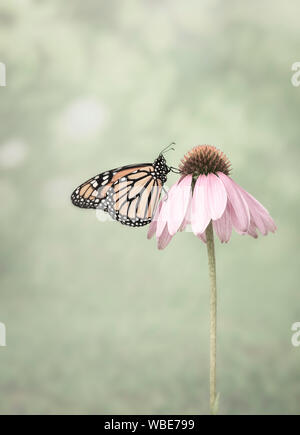 Seitenansicht eines Monarch (danaus Plexippus) Schmetterling auf einer Blume rosa Kegel Stockfoto