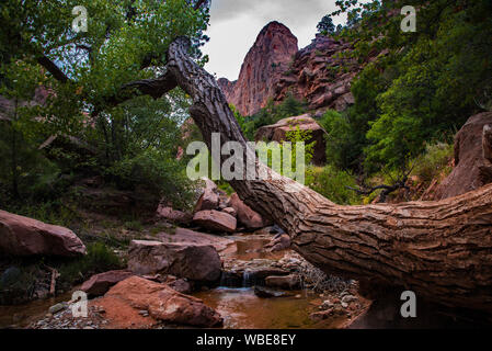 Taylor Creek Trail und Double Arch Alkoven in Zions National Park, UT. USA Stockfoto