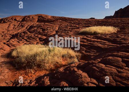 Golden Gras in der späten Nachmittagssonne wächst inmitten von versteinerten Sanddünen. Diese alten Dünen sind in Snow Canyon State Park, UT gefunden. Stockfoto