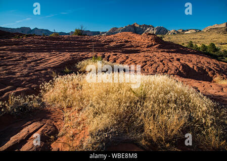 Golden Gras in der späten Nachmittagssonne wächst inmitten von versteinerten Sanddünen. Diese alten Dünen sind in Snow Canyon State Park, UT gefunden. Stockfoto