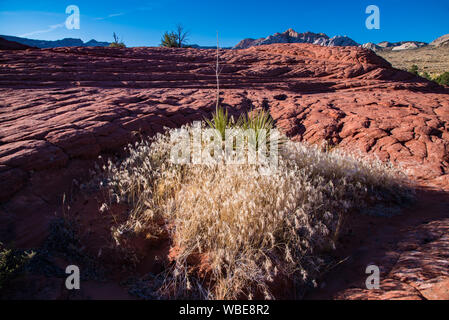 Golden Gras in der späten Nachmittagssonne wächst inmitten von versteinerten Sanddünen. Diese alten Dünen sind in Snow Canyon State Park, UT gefunden. Stockfoto