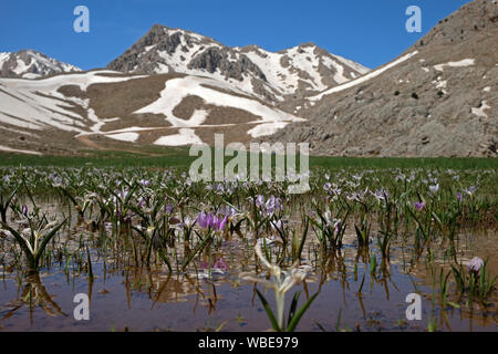 Mit dem Abschmelzen des Schnees in Hochebenen, Natur lebendig wird. subaşı Plateau in elmali Antalya Türkei Stockfoto