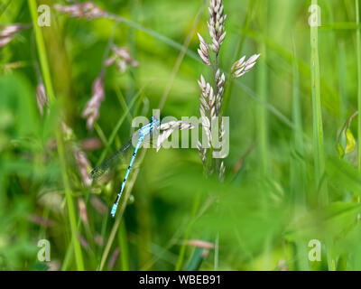 Enallagma cyathigerum Damselfly, Stockfoto