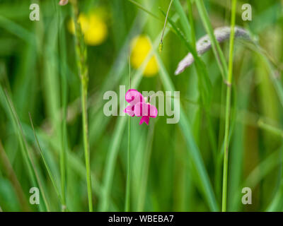 Sweet Pea Blume Stockfoto