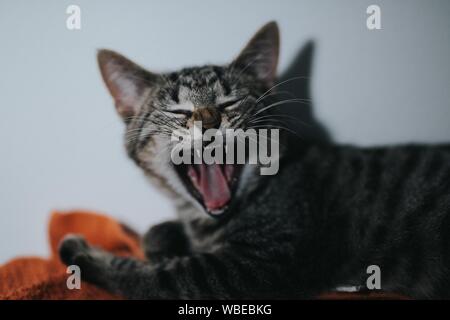 Nahaufnahme einer silbernen Katze gähnend mit einem verschwommen Hintergrund Stockfoto