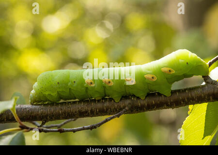 Grüne pandorus Sphinx Caterpillar - Eumorpha pandorus Stockfoto