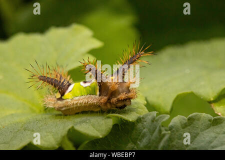 Feurige saddleback Acharia stimulea Caterpillar Stockfoto