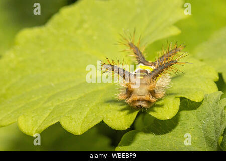 Feurige saddleback Acharia stimulea Caterpillar Stockfoto