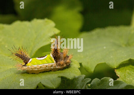 Feurige saddleback Acharia stimulea Caterpillar Stockfoto