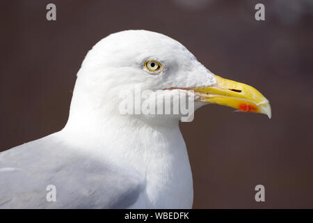 Möwen oder Möwen sind Seevögel der Familie Laridae in der Unterordnung Lari. Stockfoto