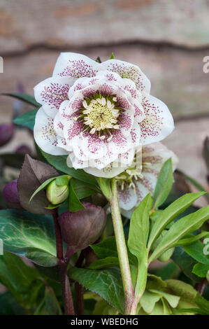 Nahaufnahme der Blume Detail von Helleborus Cinderella Ideal für Grenzen und Waldgärten sind immergrün und frosthart Stockfoto