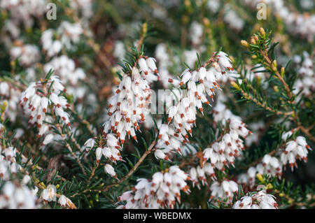 Nahaufnahme von Heather Erica dryas Golden Starlet eine vollkommen winterhart Evergreen mat Bildung Strauch, hat weiße Blüten mit braunen Spitzen im Winter und Frühjahr Stockfoto