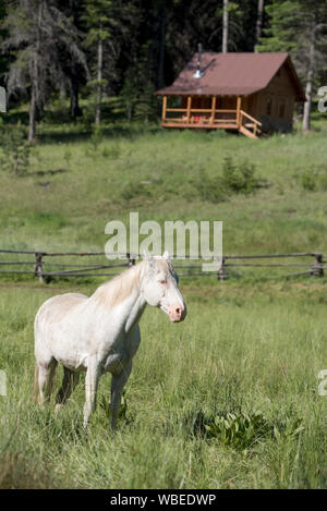 Pferd und Hütte am Minam River Lodge in Oregon Wallowa Mountains anmelden. Stockfoto