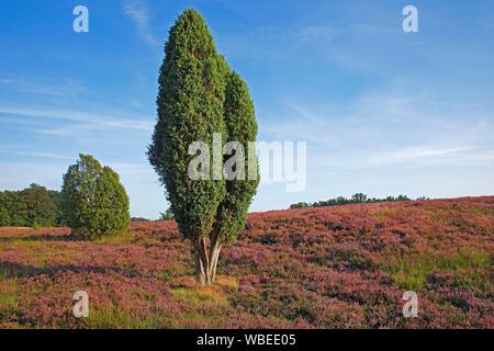 Heide Landschaft mit blühenden Gemeinsame Heidekraut (Calluna vulgaris) und Wacholder (Juniperus communis), Naturschutzgebiet Döhler Heide, Dohle, Natur Park Stockfoto