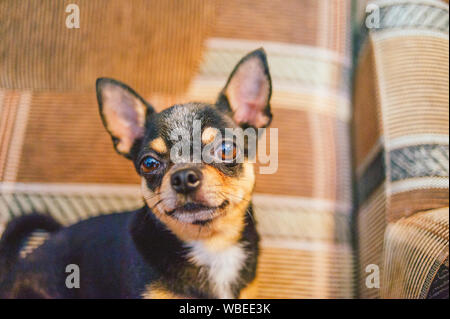 Braun kurzhaar Rothaarige chihuahua Hund liegt und sitzt auf dem Sofa. Chihuahua auf braunem Sofa. Eine schwarz-braun-weiße Trikolore Chihuahua Hund ist auf dem Stillstehen Stockfoto