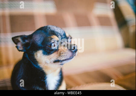 Braun kurzhaar Rothaarige chihuahua Hund liegt und sitzt auf dem Sofa. Chihuahua auf braunem Sofa. Eine schwarz-braun-weiße Trikolore Chihuahua Hund ist auf dem Stillstehen Stockfoto