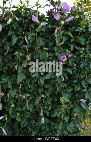 Rose von Sharon Hedge, Hibiscus syriacus Stockfoto