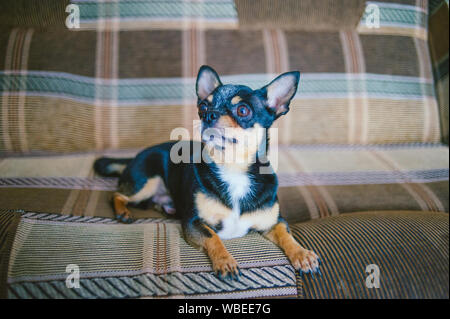 Braun kurzhaar Rothaarige chihuahua Hund liegt und sitzt auf dem Sofa. Chihuahua auf braunem Sofa. Eine schwarz-braun-weiße Trikolore Chihuahua Hund ist auf dem Stillstehen Stockfoto