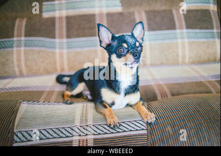 Braun kurzhaar Rothaarige chihuahua Hund liegt und sitzt auf dem Sofa. Chihuahua auf braunem Sofa. Eine schwarz-braun-weiße Trikolore Chihuahua Hund ist auf dem Stillstehen Stockfoto