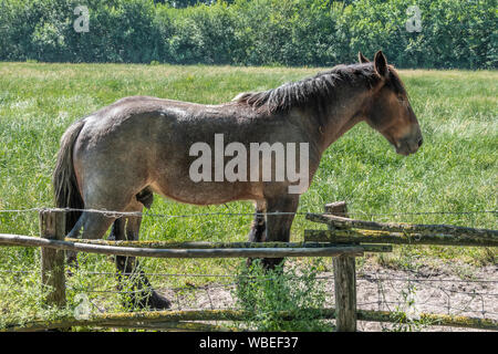 Bokrijk, Belgien - 27 Juni, 2019: Nahaufnahme von Braun Belgischen Arbeit Pferd Hengst in grüne Wiese hinter Stacheldraht. Grüne Bäume im Rücken. Stockfoto