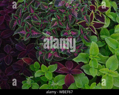 Coleus blumei Pflanzen im Garten Stockfoto