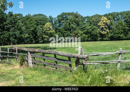 Bokrijk, Belgien - 27 Juni, 2019: Nahaufnahme von alten grauen hölzerne Tor Verschluss mit Baum Schwebebalken, um das Öffnen zu erleichtern. Grüne Wand von Bäumen unter blau Stockfoto