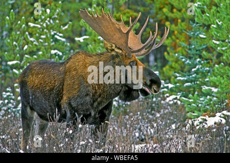 Alert Bull Moose im Wald, Herbst, verschneite Tannen und Fichten Stockfoto