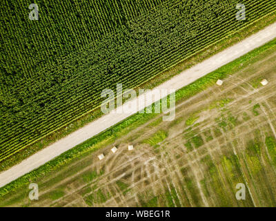 Von oben nach unten Luftbild von zwei landwirtschaftliche Felder - Mais und Heu mit Rollen Stockfoto