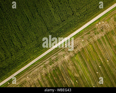 Von oben nach unten Luftbild von zwei landwirtschaftliche Felder - Mais und Heu mit Rollen Stockfoto